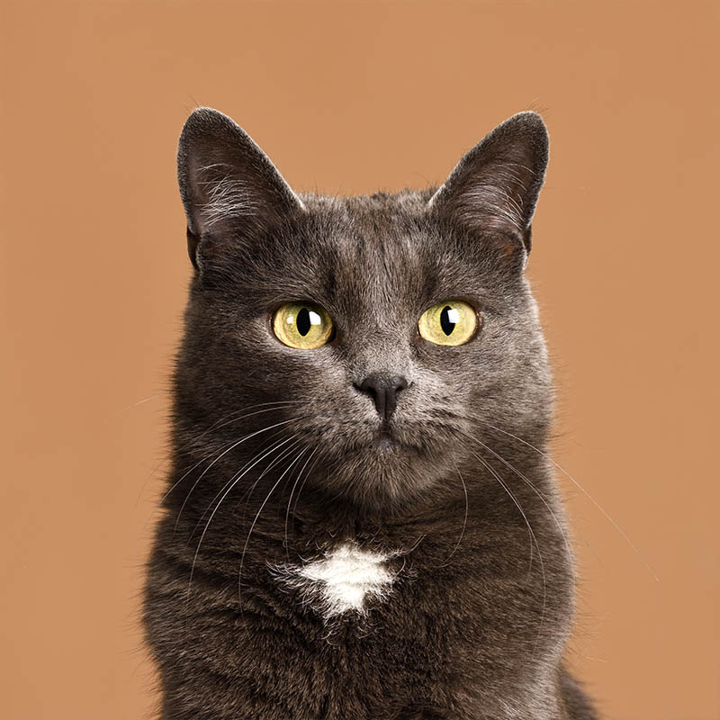 Purina Warning