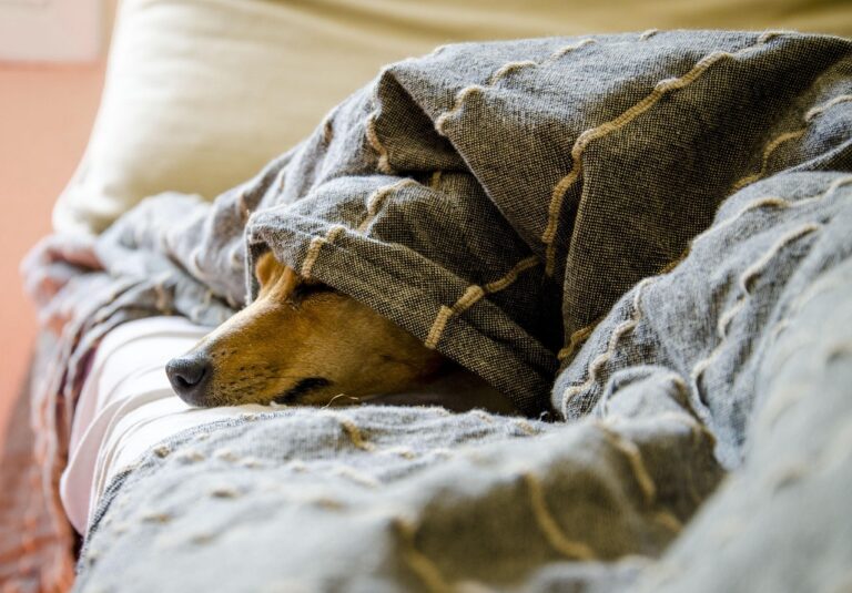 dogs, pet, animals, animal, dog, nature, pets, mammals